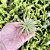 Mini Bromélia Tillandsia Verde (planta Do Ar) - Imagem 1