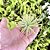 Mini Bromélia Tillandsia Verde (planta Do Ar) - Imagem 3