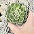 Echeveria Joan Daniel pote 11 - Imagem 1