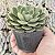 Echeveria Joan Daniel pote 11 - Imagem 2