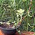 Ceropegia Sandersonii (planta Paraquedas) Cuia 21 - Imagem 4