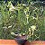 Ceropegia Sandersonii (planta Paraquedas) Cuia 21 - Imagem 2