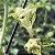 Ceropegia Sandersonii (planta Paraquedas) Cuia 21 - Imagem 3