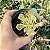 Euphorbia Monadenium Stapelioides Variegata pote 9 - Imagem 1