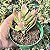 Euphorbia Monadenium Stapelioides Variegata pote 9 - Imagem 2