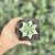Myrtillocactus Geometrizans Pote 11 - Imagem 2