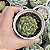 Echeveria Carol pote 9 - Imagem 1