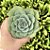 Echeveria Atlantis Pote 11 - Imagem 1