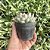 Echeveria Apus Pote 9 - Imagem 2