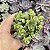 Adromischus Caryophyllaceus pote 9 - Imagem 1