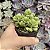 Adromischus Caryophyllaceus pote 9 - Imagem 2