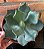 Agave Parryi Cuia 21 - Imagem 3
