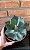 Agave Parryi Cuia 21 - Imagem 4