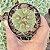 Gymnocalycium Pflanzii pote 9 - Imagem 1