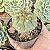 Gymnocalycium Pflanzii pote 9 - Imagem 2