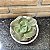 Echeveria Mandala Cuia 13 - Imagem 1