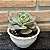 Echeveria Mandala Cuia 13 - Imagem 2