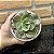 Echeveria Mandala Cuia 13 - Imagem 3