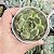 Echeveria Alladin Pote 9 - Imagem 1