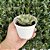 Echeveria Alladin Pote 9 - Imagem 3