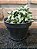 Faucaria Tigrina Pote 11 - Imagem 2