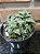 Faucaria Tigrina Pote 11 - Imagem 1