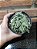 Faucaria Tigrina Pote 11 - Imagem 3