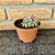Echeveria Mina Cristata Pote 11 - Imagem 1