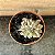 Echeveria Mina Cristata Pote 11 - Imagem 2