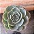 Echeveria Glauca pote 11 - Imagem 1