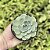 Echeveria Glauca Pote 9 - Imagem 5