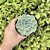 Echeveria Glauca Pote 9 - Imagem 1
