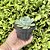 Echeveria Glauca Pote 9 - Imagem 2