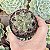 Gymnocalycium Saglionis pote 9 - Imagem 1
