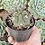 Gymnocalycium Saglionis pote 9 - Imagem 2