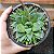 Haworthia Cuspidata Pote 11 - Imagem 3