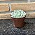 Echeveria Baena Pote 9 - Imagem 2
