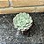 Echeveria Baena Pote 9 - Imagem 1