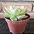 Echeveria Gilva Pote 11 - Imagem 3