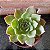 Echeveria Gilva Pote 11 - Imagem 1