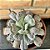 Echeveria Línguas - Cuia 21 - Imagem 1