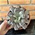 Echeveria Línguas - Cuia 21 - Imagem 3