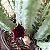 Huernia Keniensis pote 11 - Imagem 3