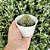 Echeveria Dark Rubra X Blue Bird Pote 9 - Imagem 2