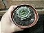 Echeveria Morani Pote 11 - Imagem 2