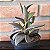 Lenophyllum Latum Pote 11 - Imagem 3
