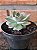 Echeveria Pink Tips Pote 11 - Imagem 3