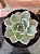Echeveria Pink Tips Pote 11 - Imagem 1