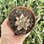 Graptoveria Araluen Gem Pote 9 - Imagem 1