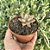 Graptoveria Araluen Gem Pote 9 - Imagem 2